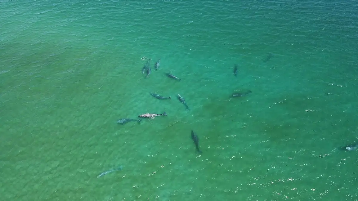 ballenas en cabo pulmo 